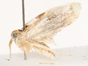  ( - CBG-B04792-B06)  @11 [ ] CreativeCommons - Attribution Share - Alike (2025) CBG Photography Group Centre for Biodiversity Genomics