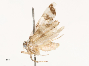  ( - CBG-B04792-B10)  @11 [ ] CreativeCommons - Attribution Share - Alike (2025) CBG Photography Group Centre for Biodiversity Genomics