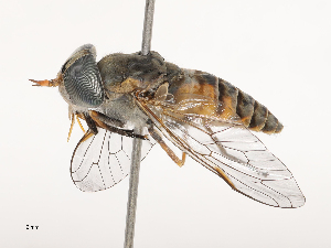  ( - CBG-B04792-D03)  @11 [ ] CreativeCommons - Attribution Share - Alike (2025) CBG Photography Group Centre for Biodiversity Genomics