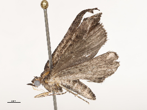  ( - CBG-B04792-F05)  @11 [ ] CreativeCommons - Attribution Share - Alike (2025) CBG Photography Group Centre for Biodiversity Genomics