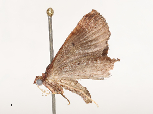  ( - CBG-B04792-F06)  @11 [ ] CreativeCommons - Attribution Share - Alike (2025) CBG Photography Group Centre for Biodiversity Genomics