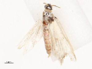  ( - CBG-B04792-G07)  @11 [ ] CreativeCommons - Attribution Share - Alike (2025) CBG Photography Group Centre for Biodiversity Genomics