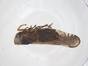  ( - CBG-B04826-H11)  @11 [ ] CreativeCommons - Attribution Share - Alike (2025) Centre for Biodiversity Genomics Centre for Biodiversity Genomics