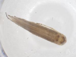  ( - CBG-B04890-D02)  @11 [ ] CreativeCommons - Attribution Share - Alike (2025) Centre for Biodiversity Genomics Centre for Biodiversity Genomics