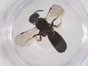  (Brevineura xanthoclypeata - CBG-B04894-B09)  @11 [ ] CreativeCommons - Attribution Share - Alike (2025) Centre for Biodiversity Genomics Centre for Biodiversity Genomics