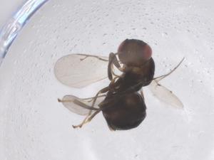  (Chromeurytominae - CBG-B17240-D04)  @11 [ ] CreativeCommons - Attribution Share - Alike (2025) Centre for Biodiversity Genomics Centre for Biodiversity Genomics