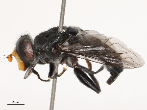  ( - CBG-B19162-F01)  @11 [ ] CreativeCommons - Attribution Share - Alike (2025) CBG Photography Group Centre for Biodiversity Genomics