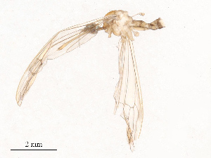  ( - CBG-B19171-H06)  @11 [ ] CreativeCommons - Attribution Share - Alike (2025) CBG Photography Group Centre for Biodiversity Genomics
