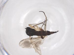  ( - CBG-B22052-G11)  @11 [ ] CreativeCommons - Attribution Share - Alike (2025) Centre for Biodiversity Genomics Centre for Biodiversity Genomics