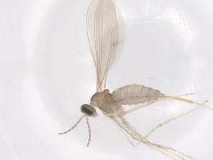  ( - CBG-B22055-F10)  @11 [ ] CreativeCommons - Attribution Share - Alike (2025) Centre for Biodiversity Genomics Centre for Biodiversity Genomics