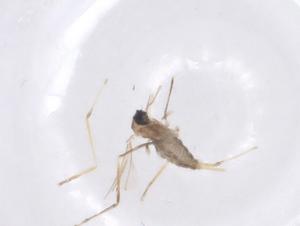  ( - CBG-B22519-F06)  @11 [ ] CreativeCommons - Attribution Share - Alike (2025) Centre for Biodiversity Genomics Centre for Biodiversity Genomics