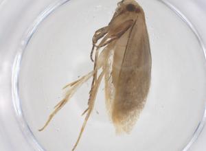  ( - CBG-B22560-E08)  @11 [ ] CreativeCommons - Attribution Share - Alike (2025) Centre for Biodiversity Genomics Centre for Biodiversity Genomics