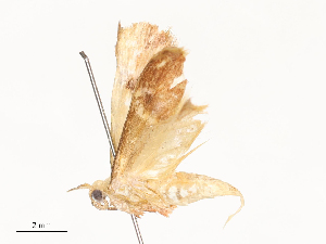  ( - CBG-A62891-F02)  @11 [ ] CreativeCommons - Attribution Share - Alike (2025) CBG Photography Group Centre for Biodiversity Genomics