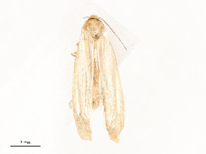  ( - CBG-A62910-E12)  @11 [ ] CreativeCommons - Attribution Share - Alike (2025) CBG Photography Group Centre for Biodiversity Genomics