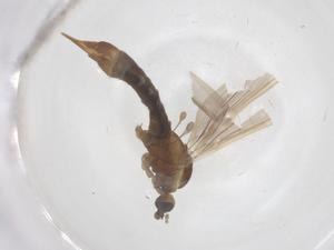  ( - CBG-B00128-B04)  @11 [ ] CreativeCommons - Attribution Share - Alike (2025) Centre for Biodiversity Genomics Centre for Biodiversity Genomics