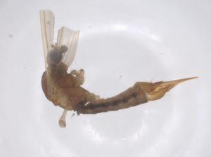  ( - CBG-B00139-E05)  @11 [ ] CreativeCommons - Attribution Share - Alike (2025) Centre for Biodiversity Genomics Centre for Biodiversity Genomics