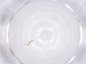  (Pseudanaphothrips - CBG-B00159-D05)  @11 [ ] CreativeCommons - Attribution Share - Alike (2025) Centre for Biodiversity Genomics Centre for Biodiversity Genomics