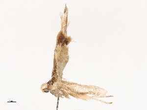  ( - CBG-B00178-E06)  @11 [ ] CreativeCommons - Attribution Share - Alike (2025) CBG Photography Group Centre for Biodiversity Genomics