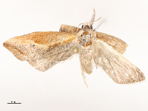  ( - CBG-B00178-G10)  @11 [ ] CreativeCommons - Attribution Share - Alike (2025) CBG Photography Group Centre for Biodiversity Genomics