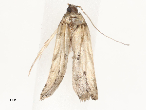  ( - CBG-B00185-B08)  @11 [ ] CreativeCommons - Attribution Share - Alike (2025) CBG Photography Group Centre for Biodiversity Genomics