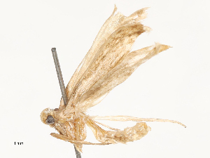  ( - CBG-B00185-B12)  @11 [ ] CreativeCommons - Attribution Share - Alike (2025) CBG Photography Group Centre for Biodiversity Genomics