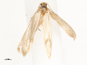  ( - CBG-B00185-C01)  @11 [ ] CreativeCommons - Attribution Share - Alike (2025) CBG Photography Group Centre for Biodiversity Genomics