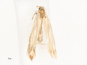  ( - CBG-B00185-C03)  @11 [ ] CreativeCommons - Attribution Share - Alike (2025) CBG Photography Group Centre for Biodiversity Genomics