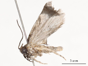  ( - CBG-B00194-A08)  @11 [ ] CreativeCommons - Attribution Share - Alike (2025) CBG Photography Group Centre for Biodiversity Genomics