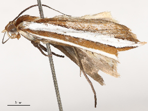  ( - CBG-B01801-A04)  @11 [ ] CreativeCommons - Attribution Share - Alike (2025) CBG Photography Group Centre for Biodiversity Genomics