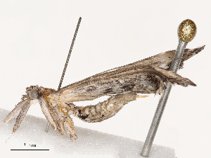  ( - CBG-B01801-A07)  @11 [ ] CreativeCommons - Attribution Share - Alike (2025) CBG Photography Group Centre for Biodiversity Genomics