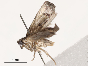  ( - CBG-B01801-A09)  @11 [ ] CreativeCommons - Attribution Share - Alike (2025) CBG Photography Group Centre for Biodiversity Genomics