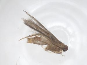  ( - CBG-B01838-F12)  @11 [ ] CreativeCommons - Attribution Share - Alike (2025) Centre for Biodiversity Genomics Centre for Biodiversity Genomics