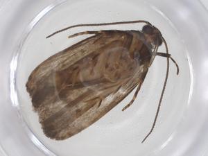  ( - CBG-B01838-G07)  @11 [ ] CreativeCommons - Attribution Share - Alike (2025) Centre for Biodiversity Genomics Centre for Biodiversity Genomics