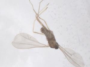  ( - CBG-B01840-A09)  @11 [ ] CreativeCommons - Attribution Share - Alike (2025) Centre for Biodiversity Genomics Centre for Biodiversity Genomics