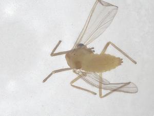  ( - CBG-B01871-A04)  @11 [ ] CreativeCommons - Attribution Share - Alike (2025) Centre for Biodiversity Genomics Centre for Biodiversity Genomics