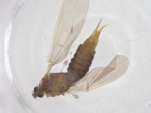  ( - CBG-B01901-C05)  @11 [ ] CreativeCommons - Attribution Share - Alike (2025) Centre for Biodiversity Genomics Centre for Biodiversity Genomics