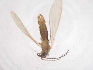  ( - CBG-B01941-B12)  @11 [ ] CreativeCommons - Attribution Share - Alike (2025) Centre for Biodiversity Genomics Centre for Biodiversity Genomics