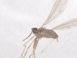  ( - CBG-B01941-E11)  @11 [ ] CreativeCommons - Attribution Share - Alike (2025) Centre for Biodiversity Genomics Centre for Biodiversity Genomics