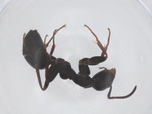  ( - CBG-B01946-E06)  @11 [ ] CreativeCommons - Attribution Share - Alike (2025) Centre for Biodiversity Genomics Centre for Biodiversity Genomics