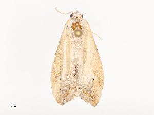  ( - CBG-B04683-F02)  @11 [ ] CreativeCommons - Attribution Share - Alike (2025) CBG Photography Group Centre for Biodiversity Genomics