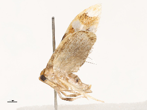  ( - CBG-B04683-F10)  @11 [ ] CreativeCommons - Attribution Share - Alike (2025) CBG Photography Group Centre for Biodiversity Genomics