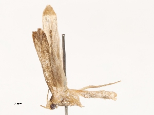  ( - CBG-B04683-F11)  @11 [ ] CreativeCommons - Attribution Share - Alike (2025) CBG Photography Group Centre for Biodiversity Genomics