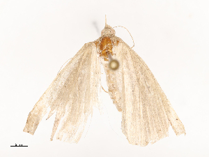  ( - CBG-B04800-G02)  @11 [ ] CreativeCommons - Attribution Share - Alike (2025) CBG Photography Group Centre for Biodiversity Genomics