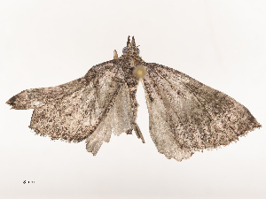  ( - CBG-B04800-G06)  @11 [ ] CreativeCommons - Attribution Share - Alike (2025) CBG Photography Group Centre for Biodiversity Genomics