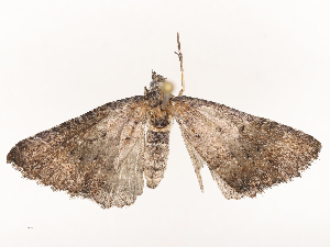  ( - CBG-B04800-G07)  @11 [ ] CreativeCommons - Attribution Share - Alike (2025) CBG Photography Group Centre for Biodiversity Genomics