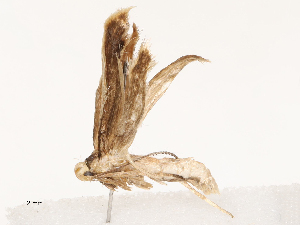  ( - CBG-B04800-G10)  @11 [ ] CreativeCommons - Attribution Share - Alike (2025) CBG Photography Group Centre for Biodiversity Genomics