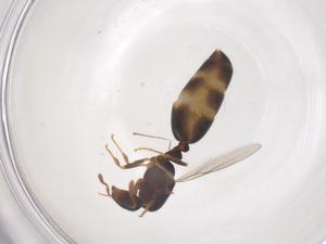  (Monomorium antipodum - CBG-B04831-H04)  @11 [ ] CreativeCommons - Attribution Share - Alike (2025) Centre for Biodiversity Genomics Centre for Biodiversity Genomics