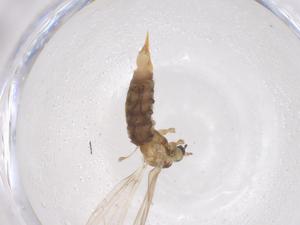  ( - CBG-B04832-E11)  @11 [ ] CreativeCommons - Attribution Share - Alike (2025) Centre for Biodiversity Genomics Centre for Biodiversity Genomics