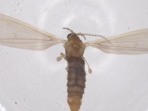  ( - CBG-B05206-G09)  @11 [ ] CreativeCommons - Attribution Share - Alike (2025) Centre for Biodiversity Genomics Centre for Biodiversity Genomics