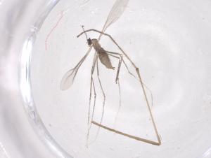  ( - CBG-B05208-G05)  @11 [ ] CreativeCommons - Attribution Share - Alike (2025) Centre for Biodiversity Genomics Centre for Biodiversity Genomics